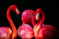 Canvasschilderij Flamingo's 60x90cm