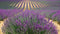 Canvasschilderij Lavendel 60x90cm
