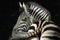 Canvasschilderij Zebra 60x90cm